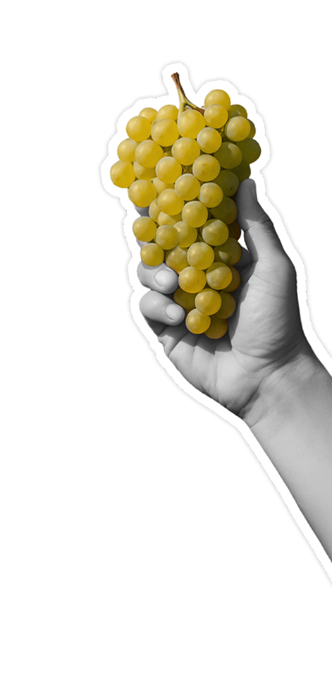 Main tenant une grappe de raisin dans la main