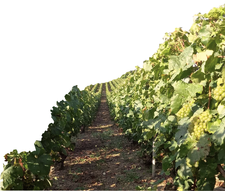 Chemin dans les vignes