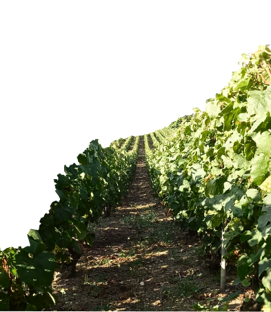 Chemin dans les vignes